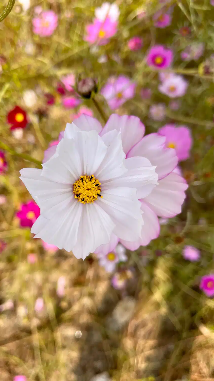 🌸등산가다 코스모스에 납치