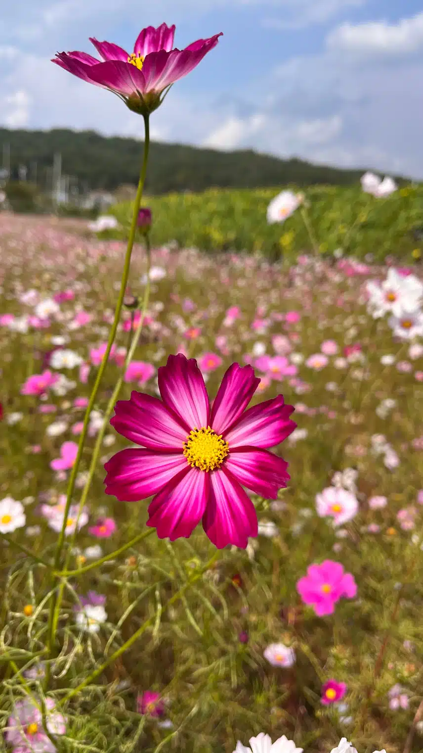 🌸등산가다 코스모스에 납치