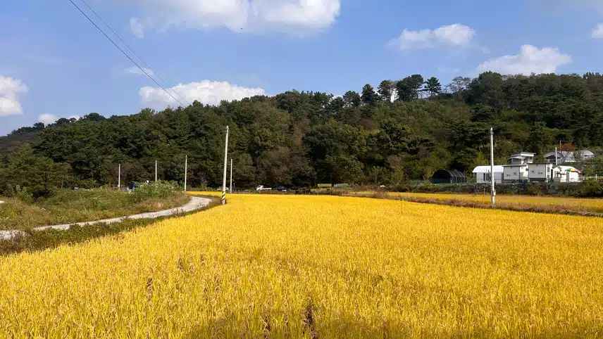 🌸등산가다 코스모스에 납치