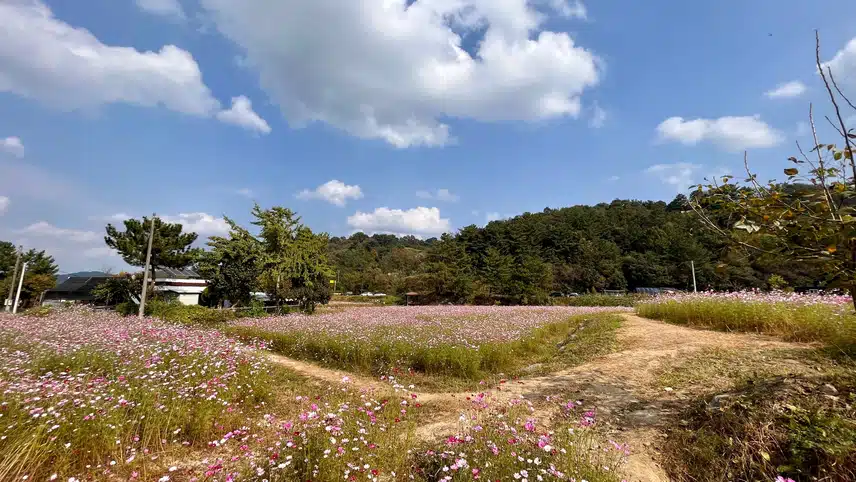 🌸등산가다 코스모스에 납치