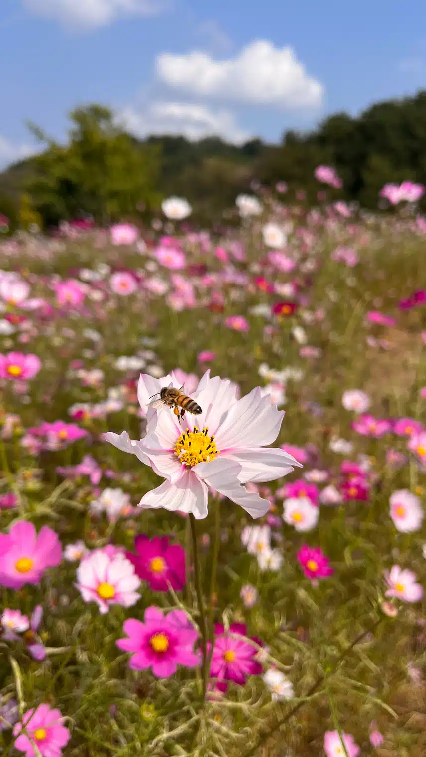 🌸등산가다 코스모스에 납치