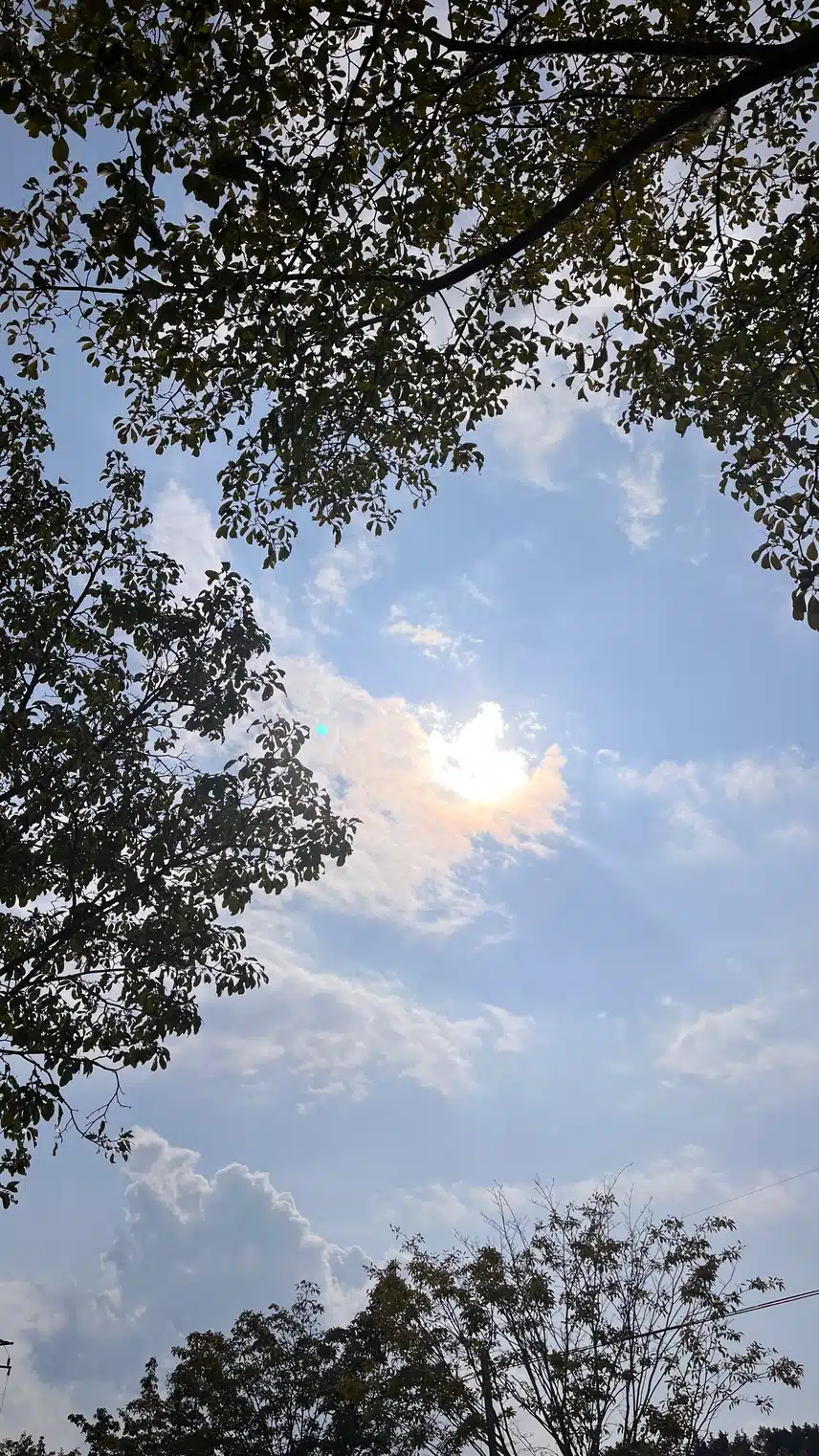 🌸등산가다 코스모스에 납치