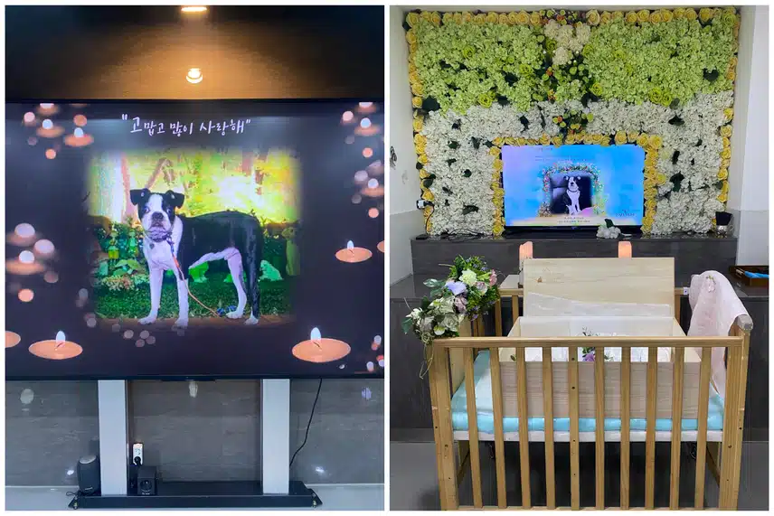 가을이는 무지개다리를 건넜습니다.