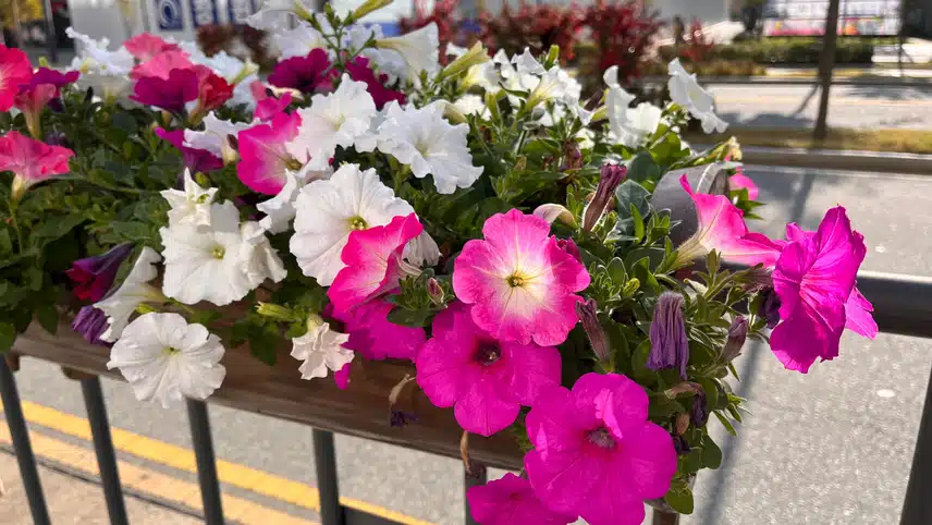 🌸 나팔꽃이 싱그러운 아침
