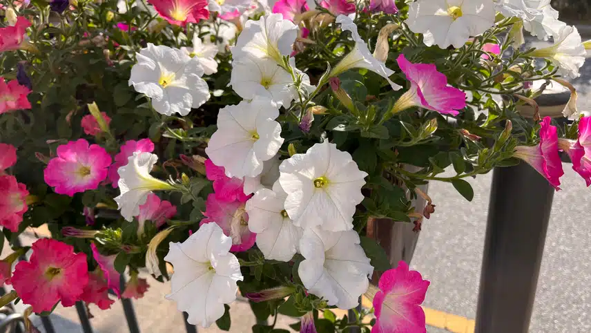 🌸 나팔꽃이 싱그러운 아침