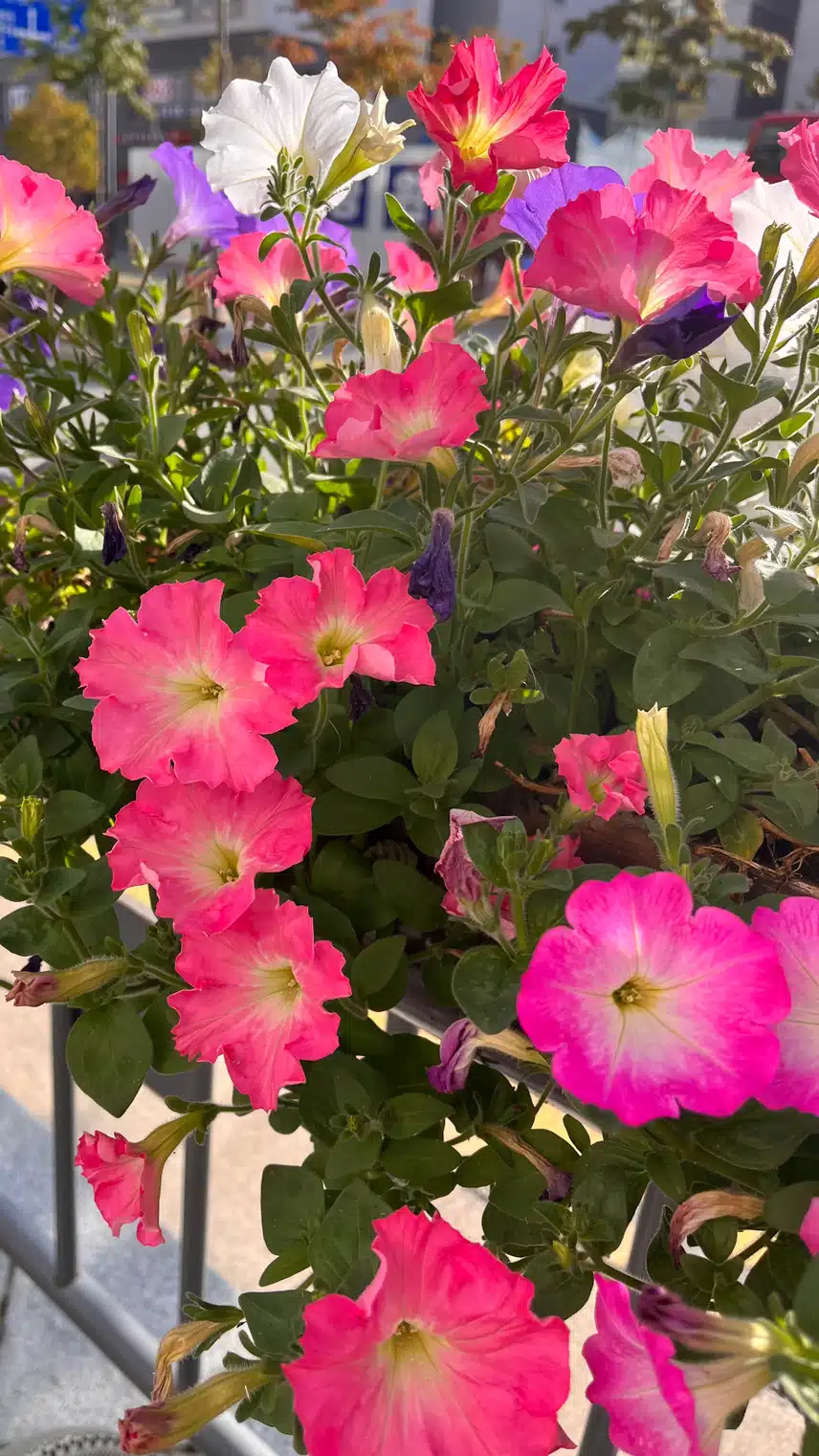 🌸 나팔꽃이 싱그러운 아침
