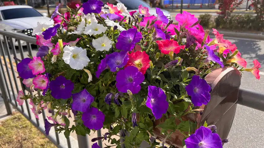 🌸 나팔꽃이 싱그러운 아침