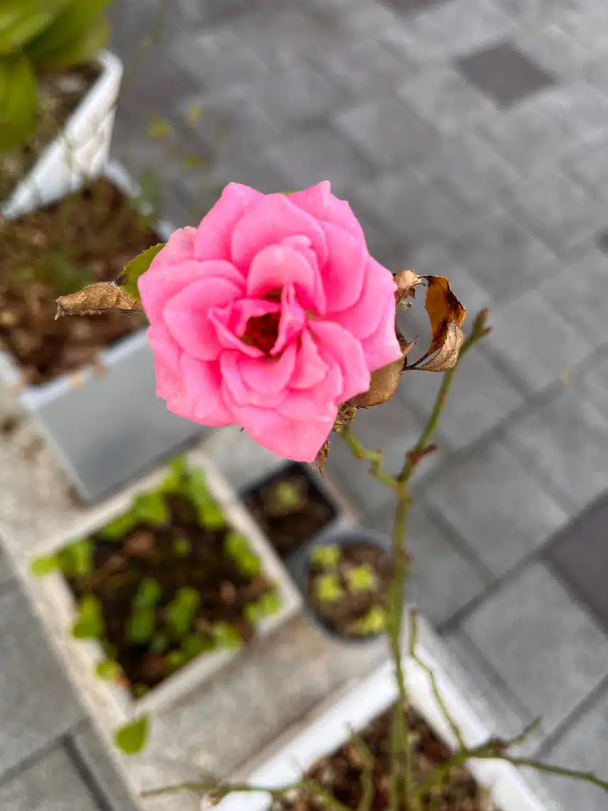 🌸 나팔꽃이 싱그러운 아침