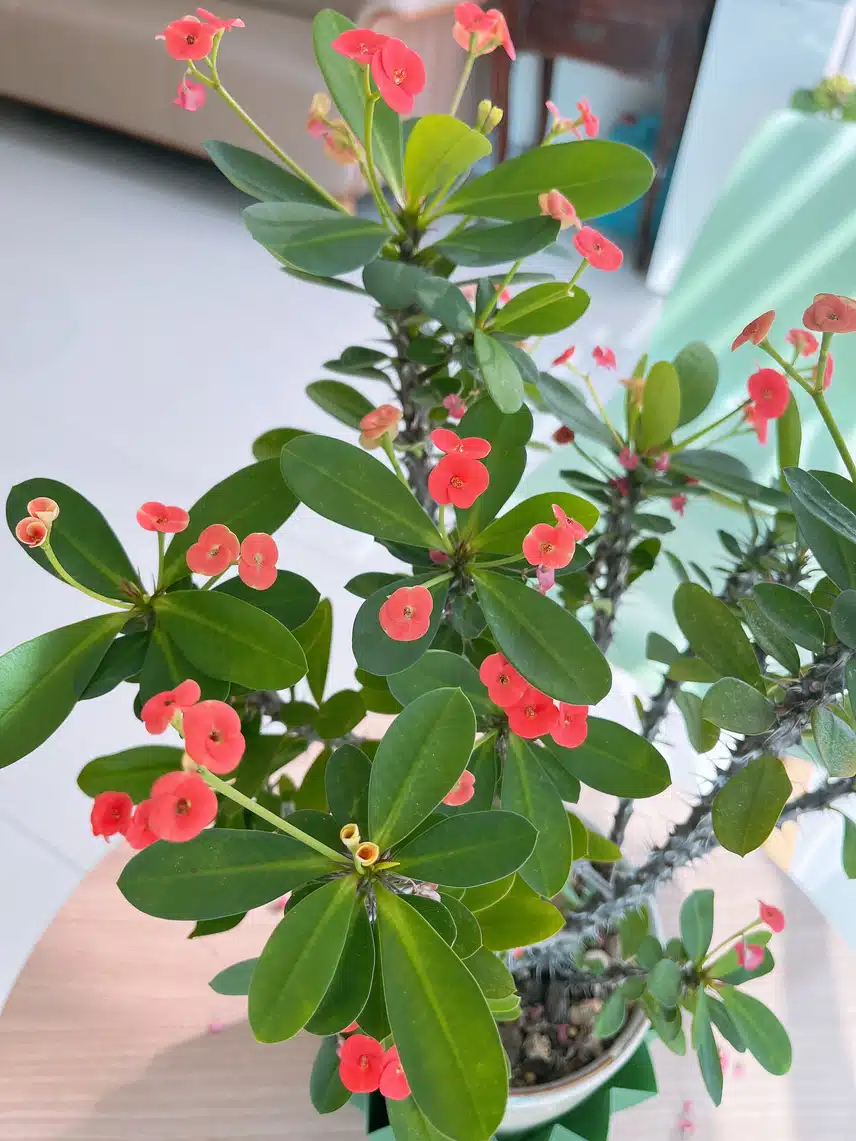 🌸 물드는 나보기와 지고피는 꽃기린&나란히 근황