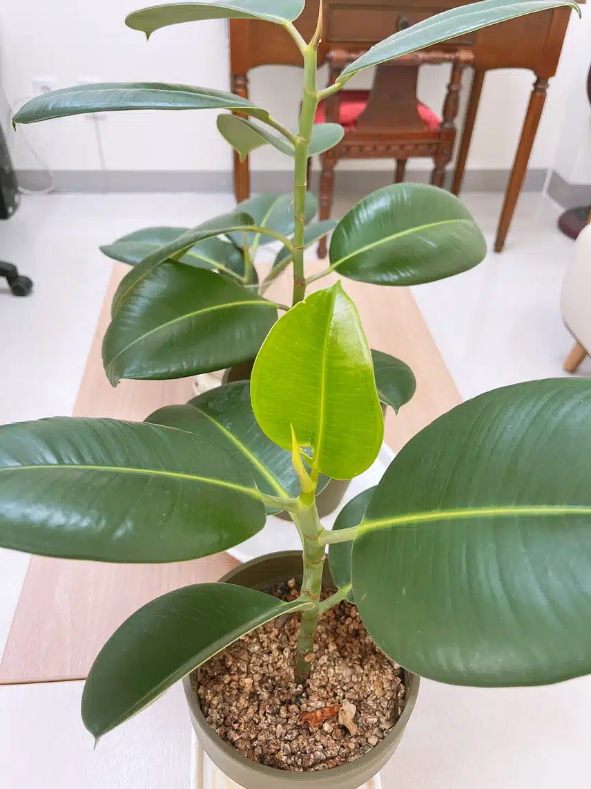 🌸 물드는 나보기와 지고피는 꽃기린&나란히 근황