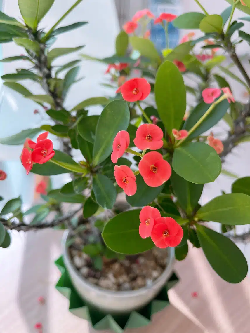 🌸 물드는 나보기와 지고피는 꽃기린&나란히 근황