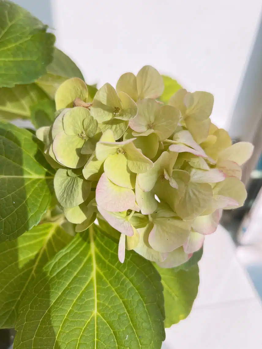 🌸 물드는 나보기와 지고피는 꽃기린&나란히 근황