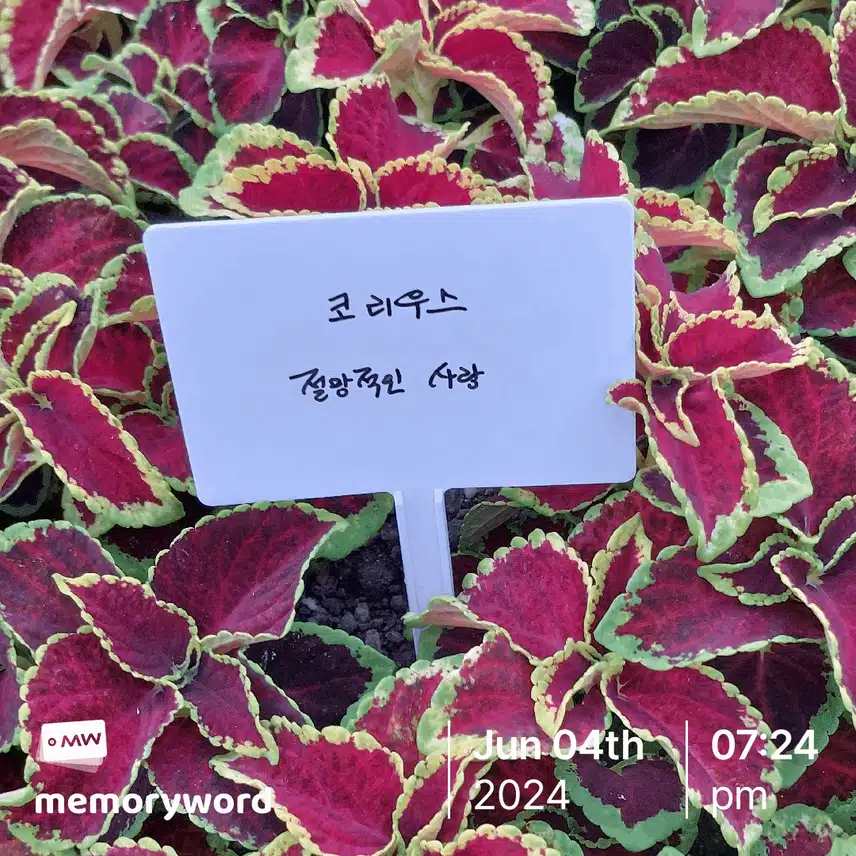 코리우스의 꽃말이 