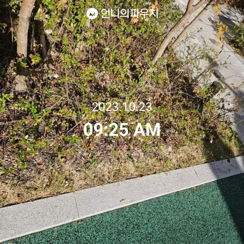 아침에 걷기 했지요