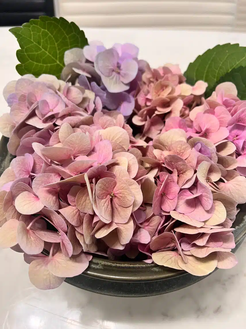 🌸수국이에게 어제의 황당 사건