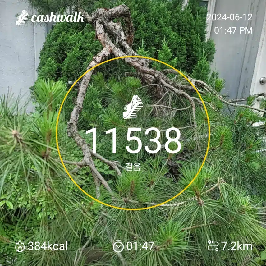 6200보 걷기 11일차 인증 