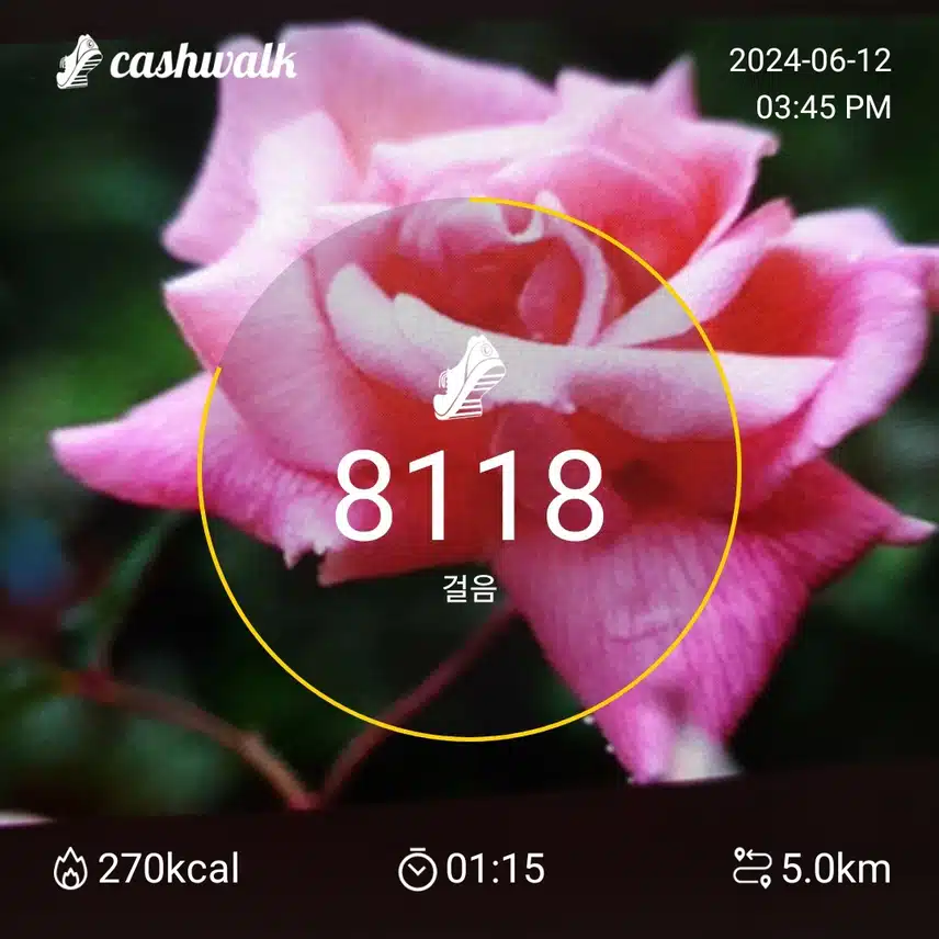 11일차 인증