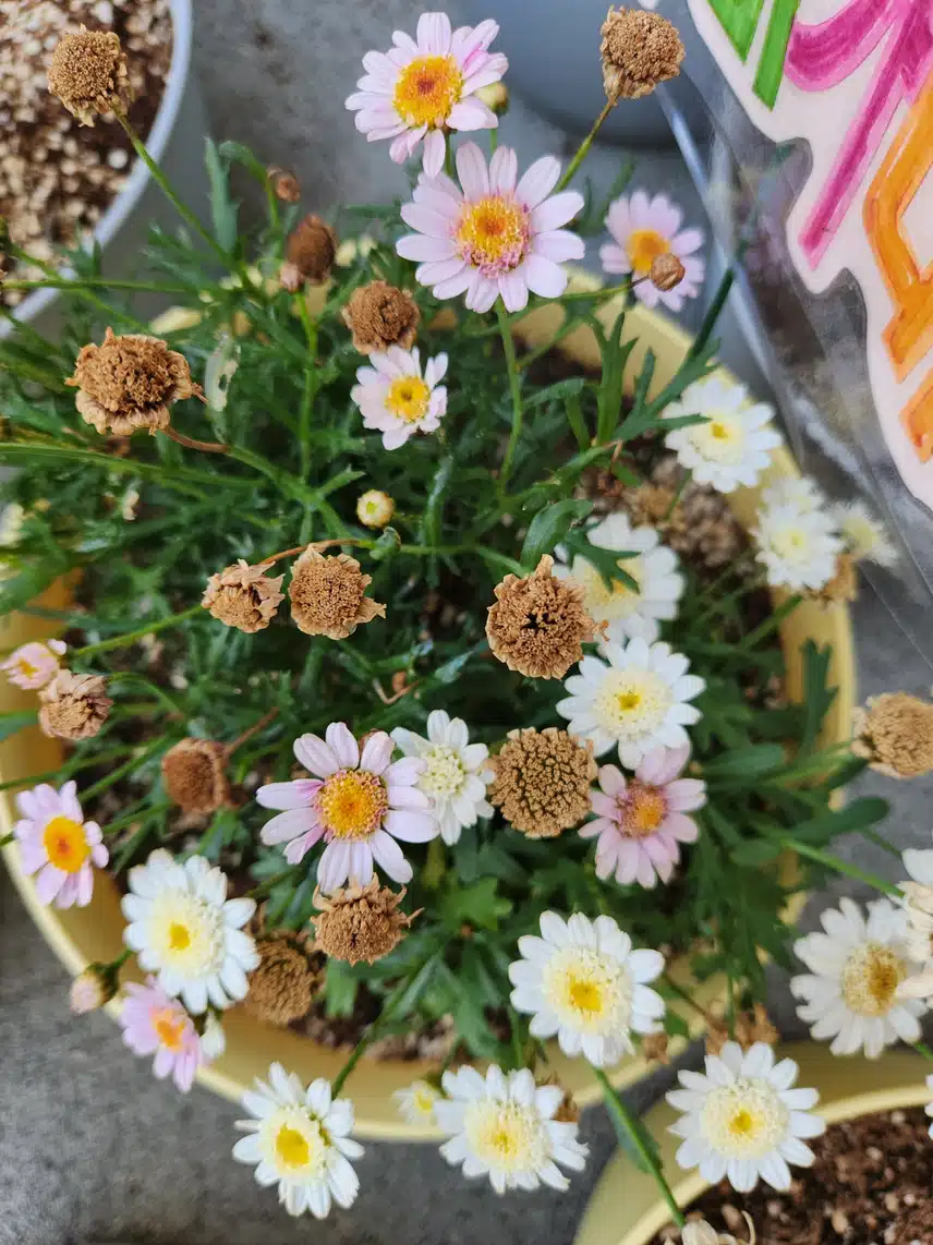 마가렛