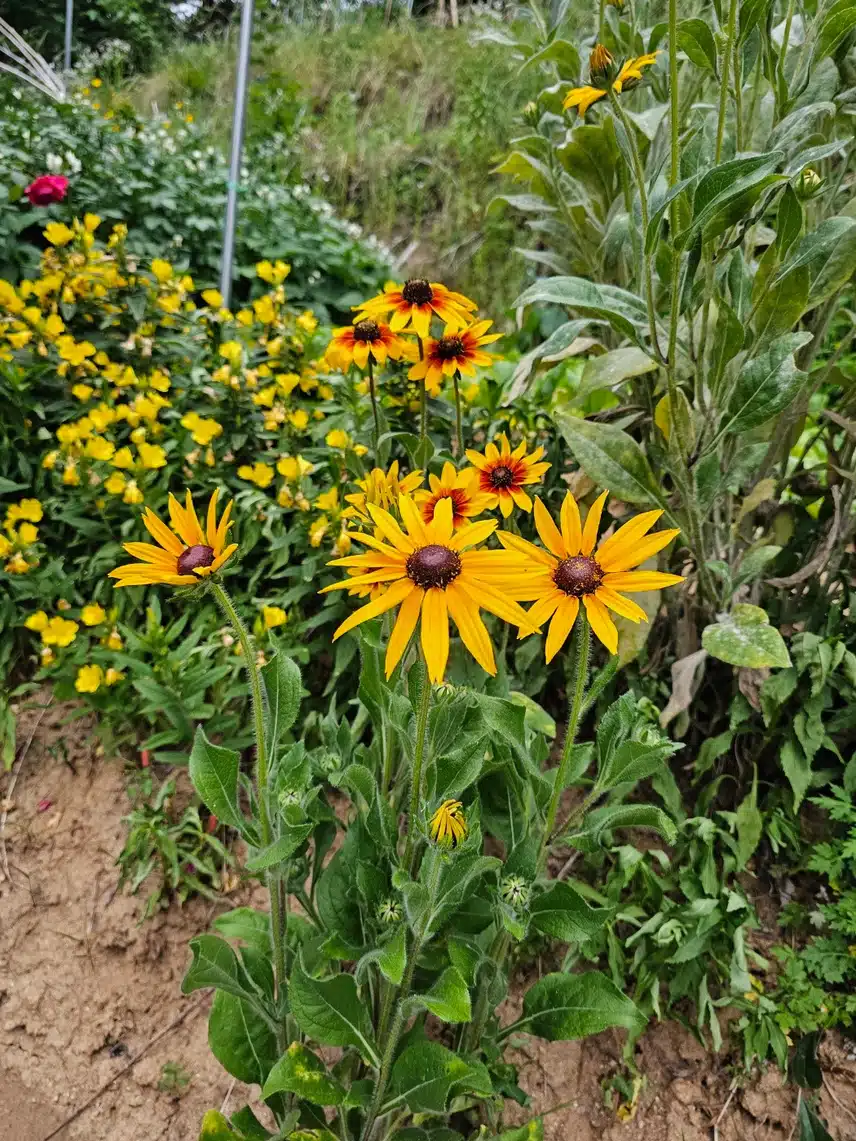 노란꽃