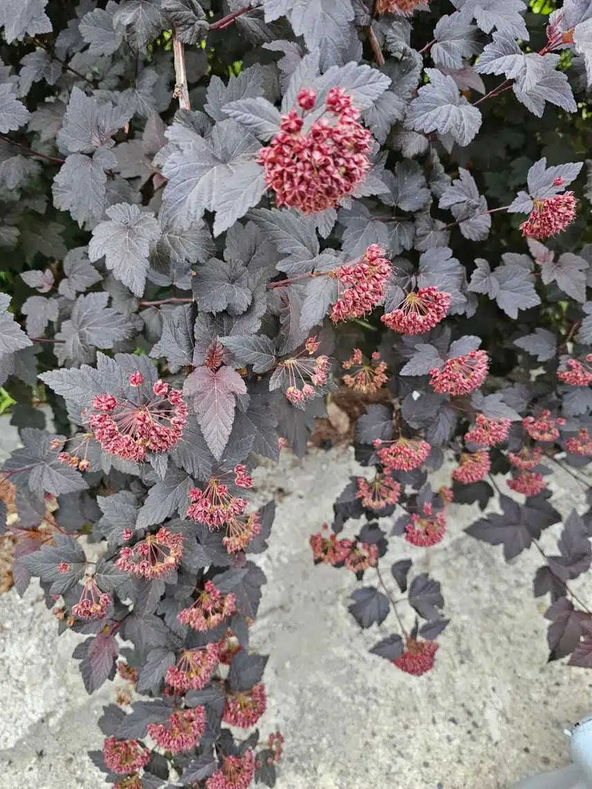 희안하게 생겼어요
