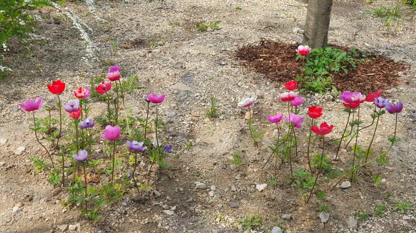 양귀비꽃