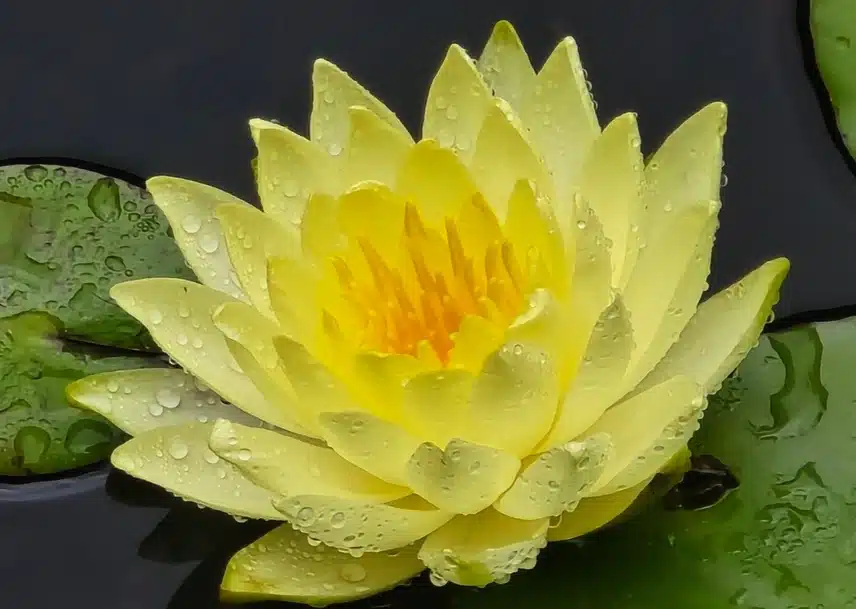 연꽃