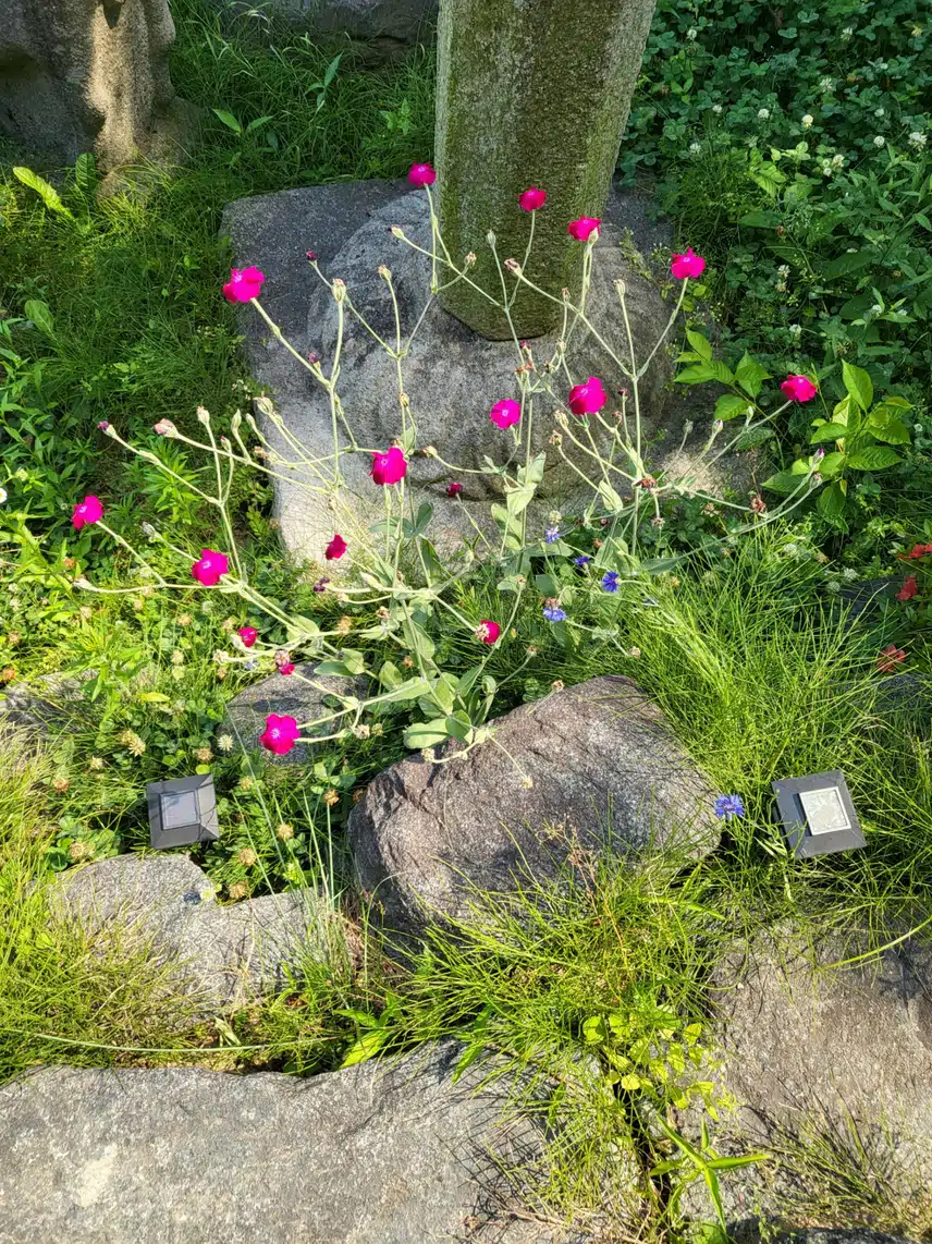 핫핑크 꽃