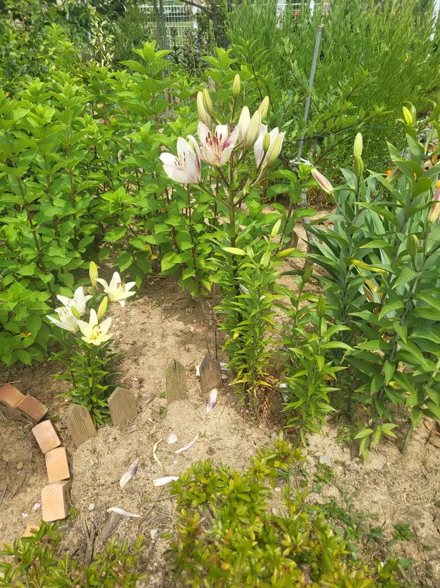 백합