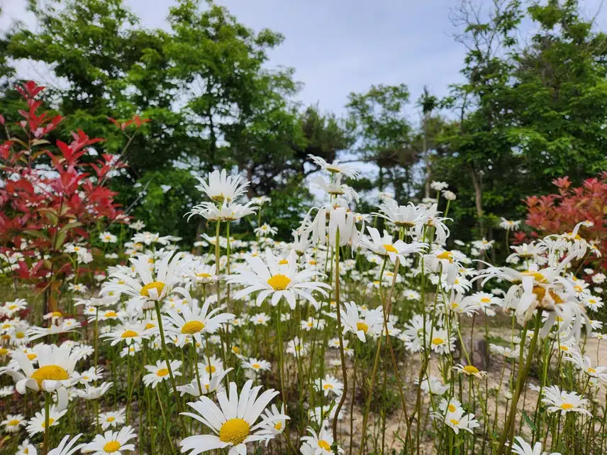 마가렛 꽃