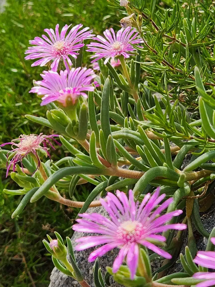 송엽국