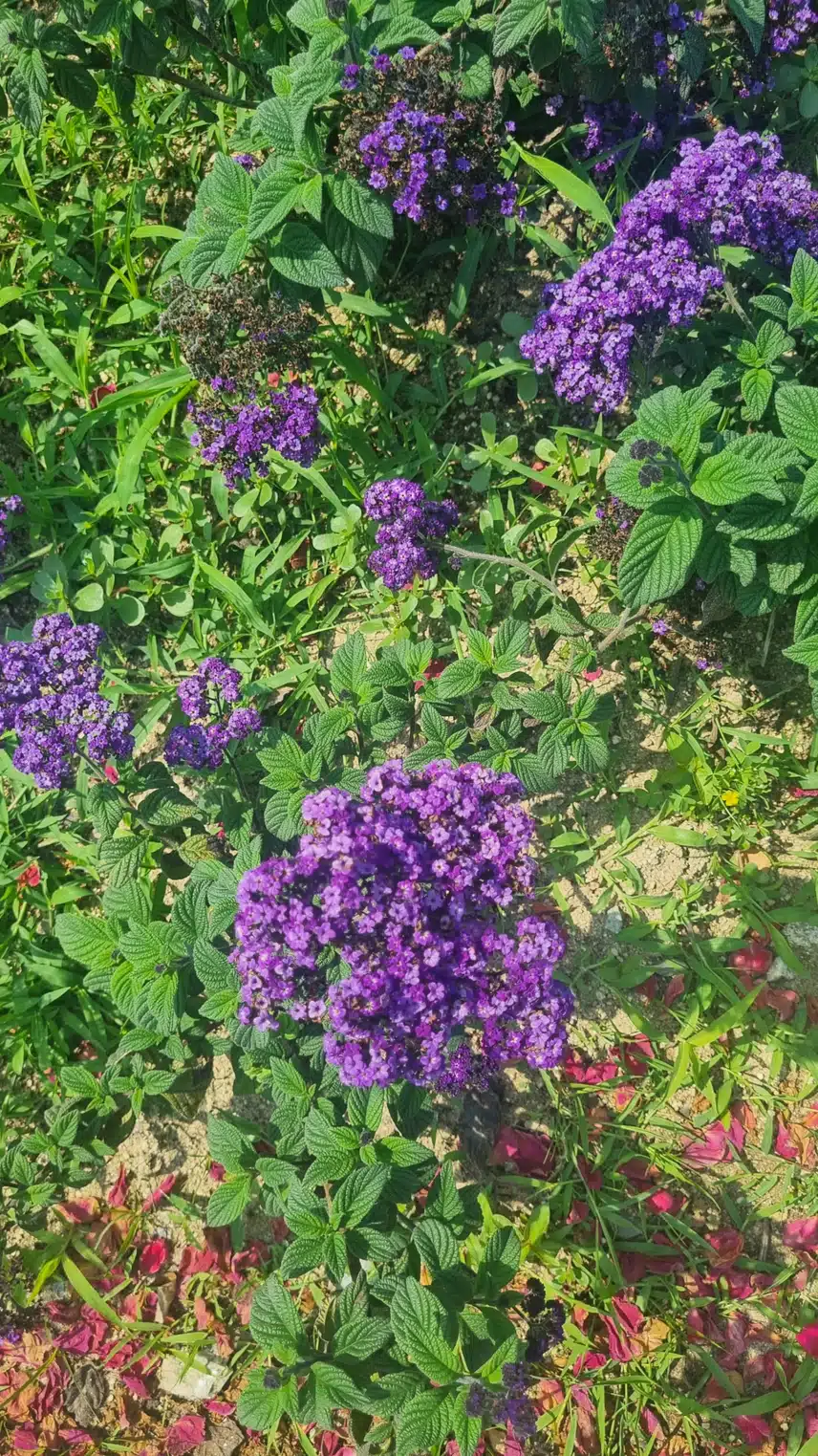 좋아하는 보라색 꽃들