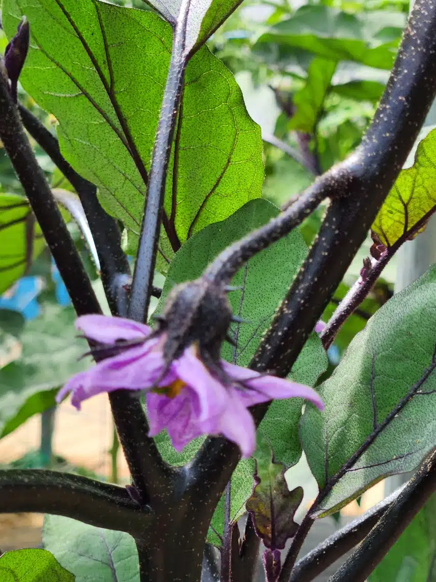 가지꽃