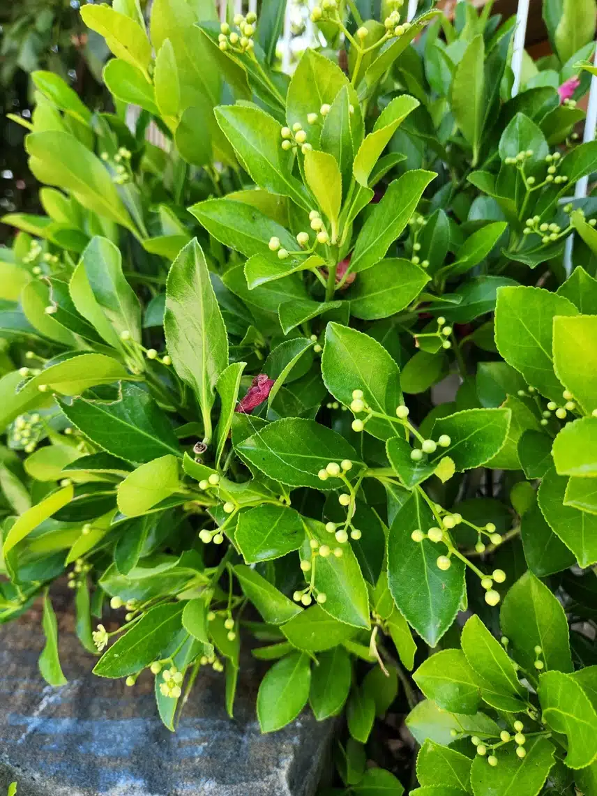 사철나무꽃