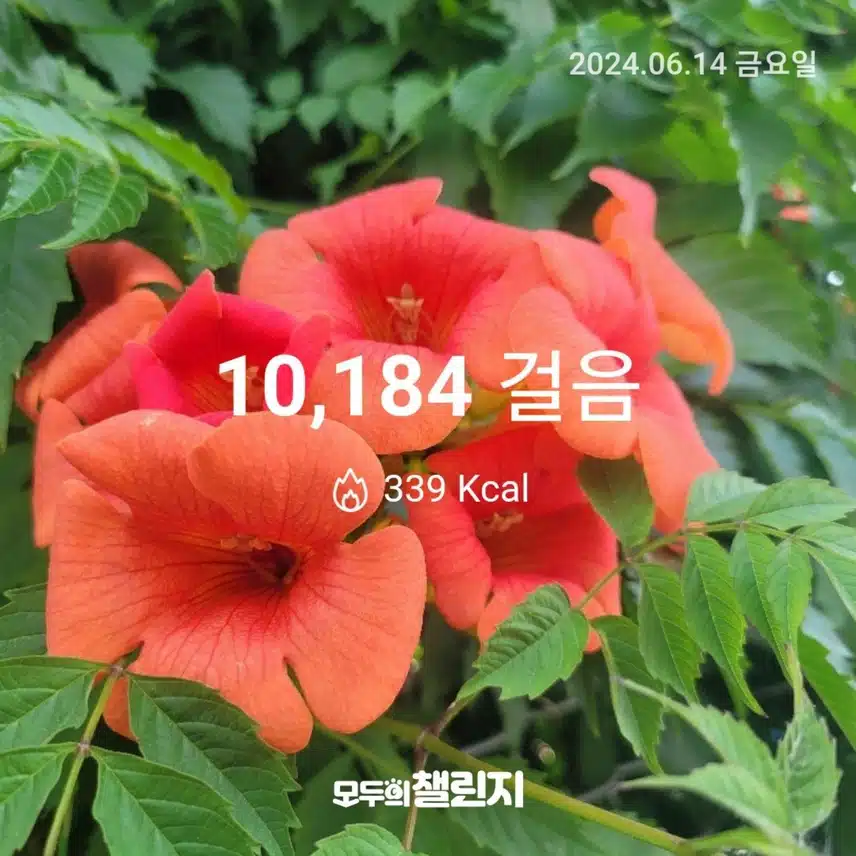 6. 14  12일차