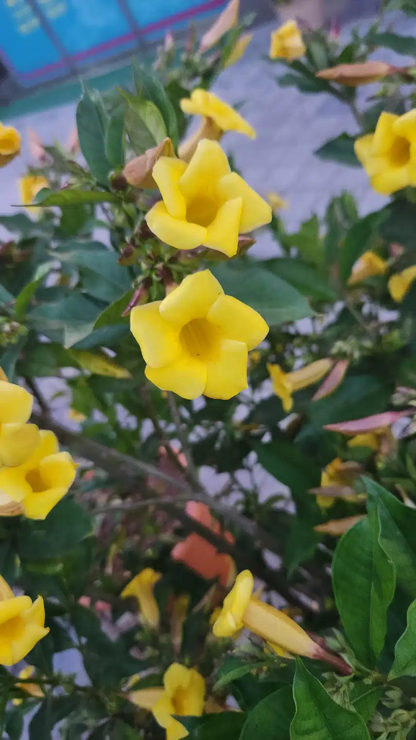 알라만다