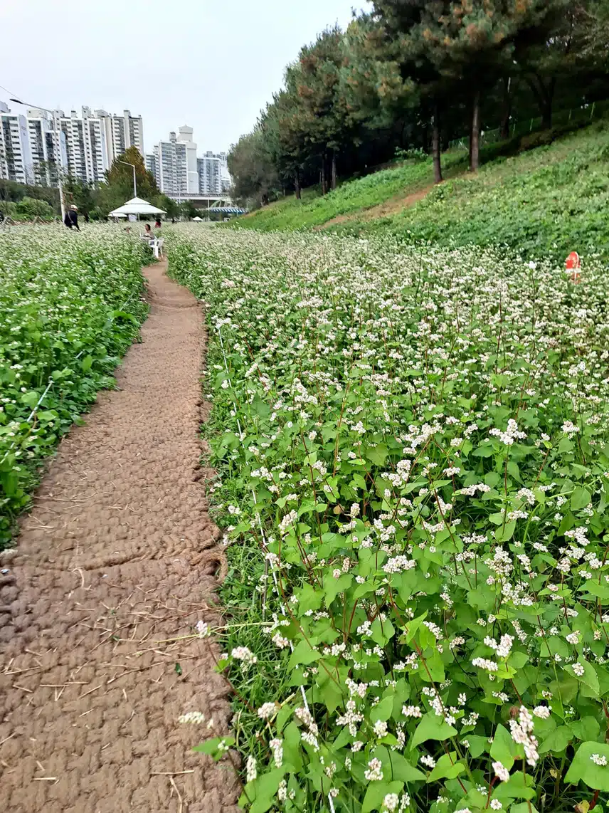메밀꽃