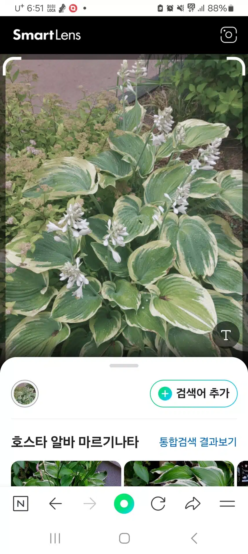 호스타 알바 마르기나타