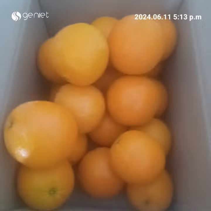 블랙라벨 고당도 오렌지 추천합니다 