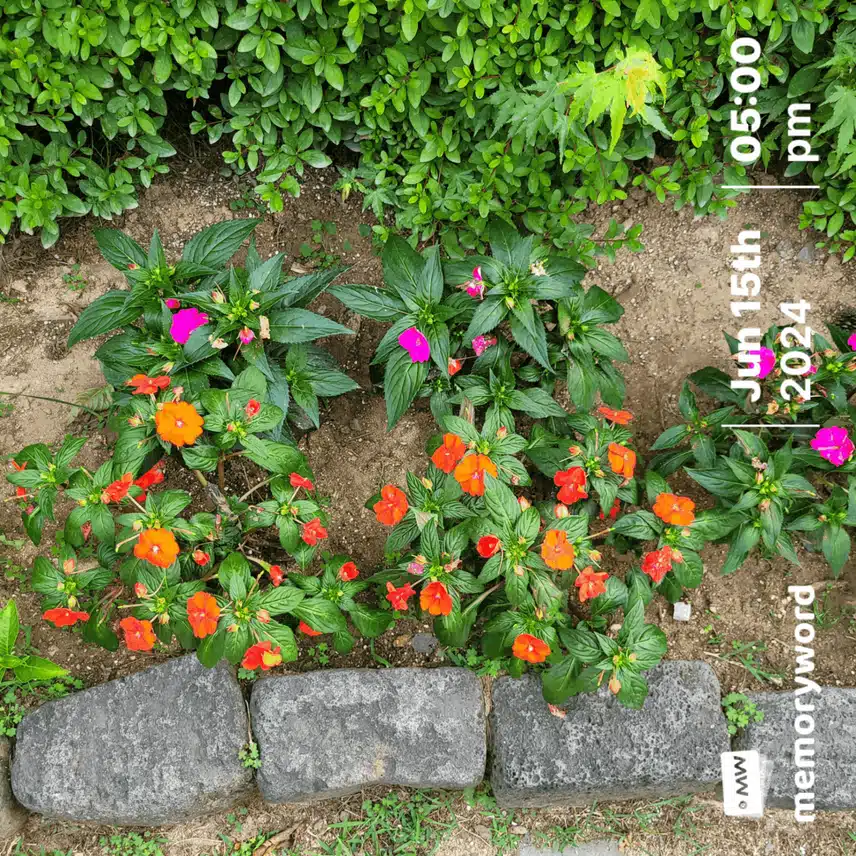 구르미머므는 꽃 2