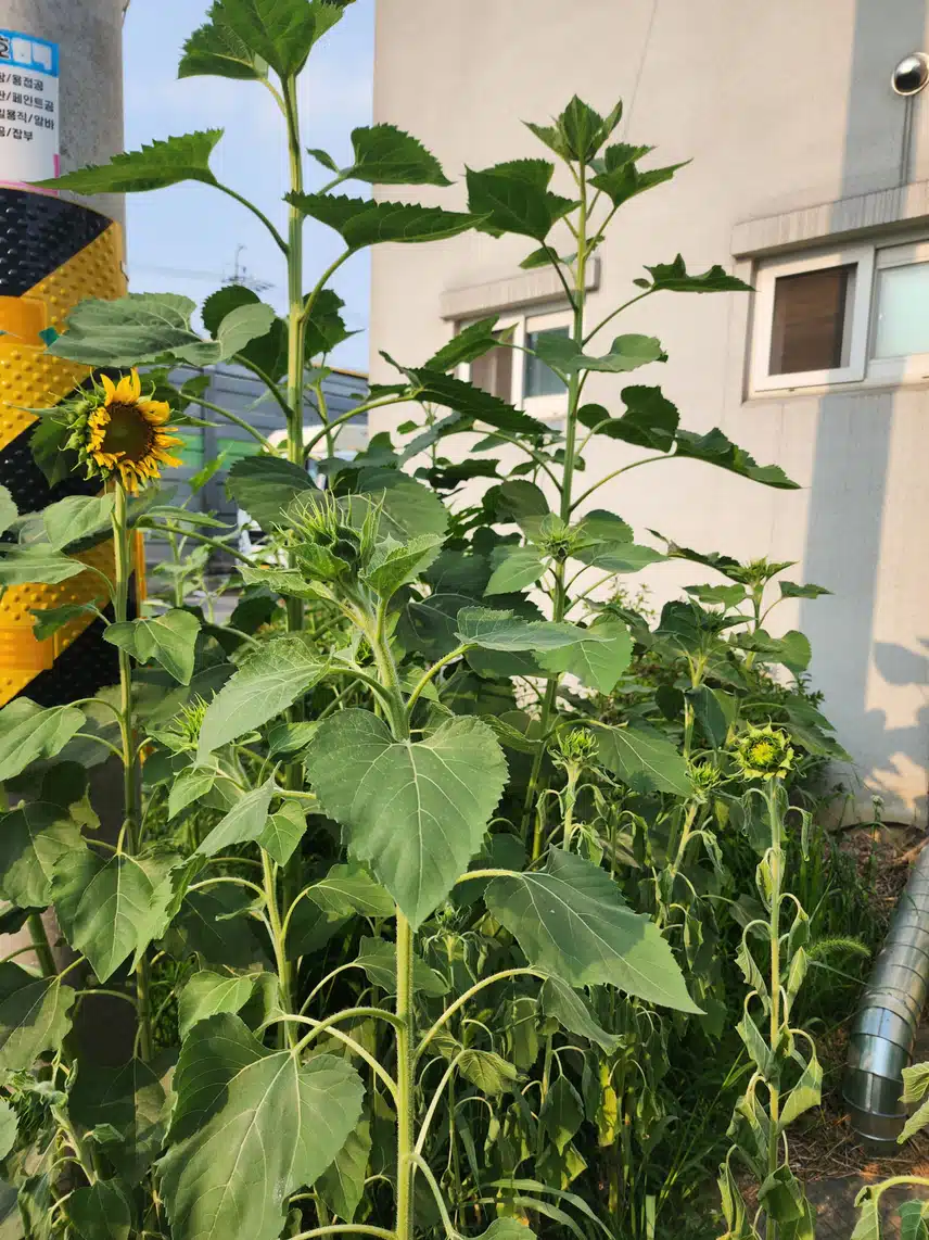 홀로 씩씩하게