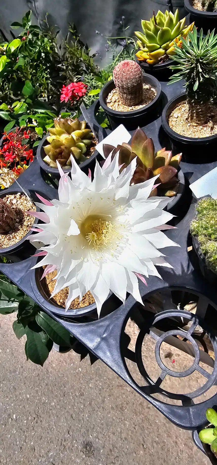선인장