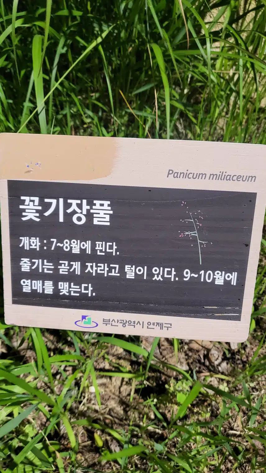 꽃기장풀