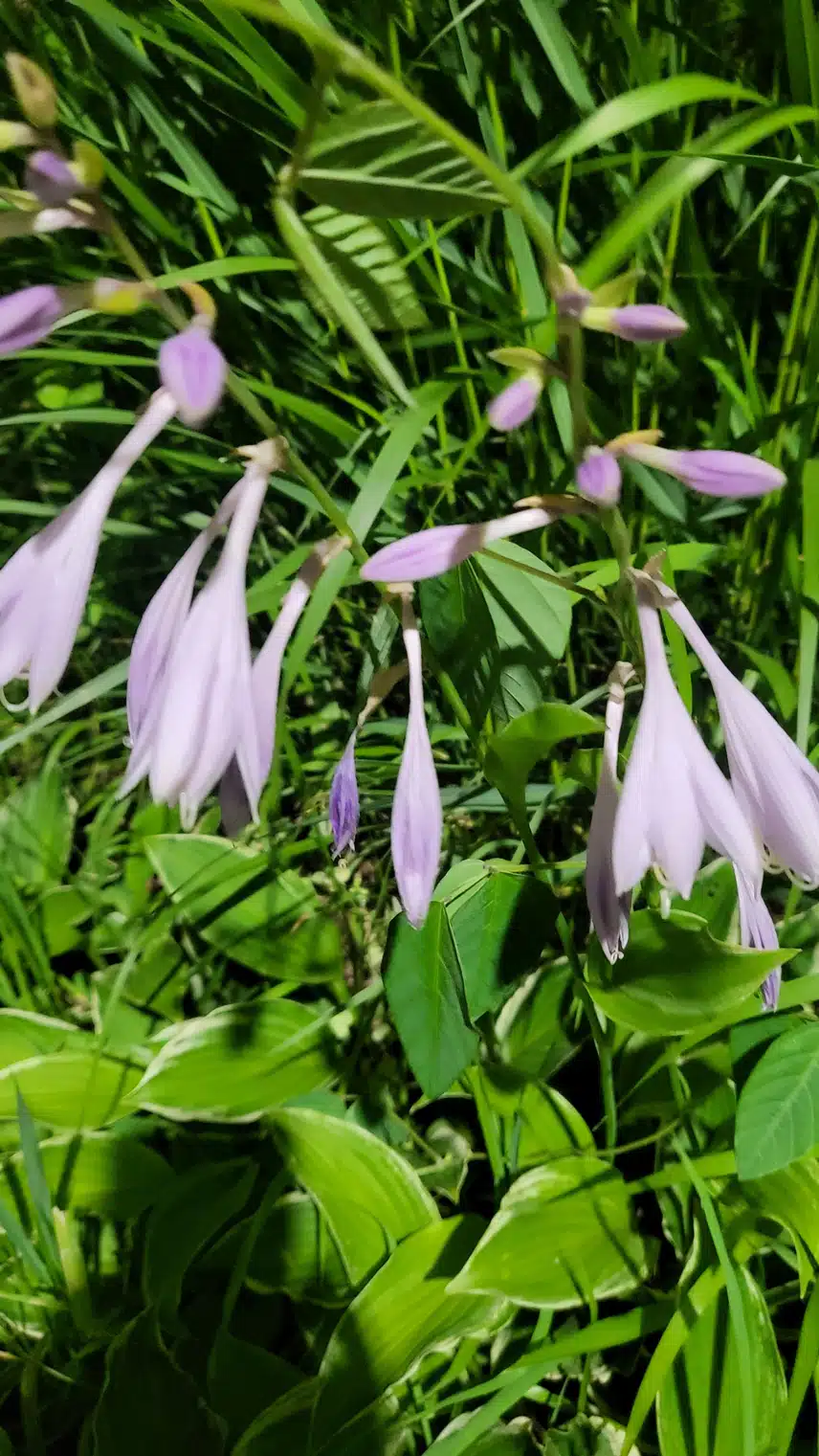 꽃기장풀