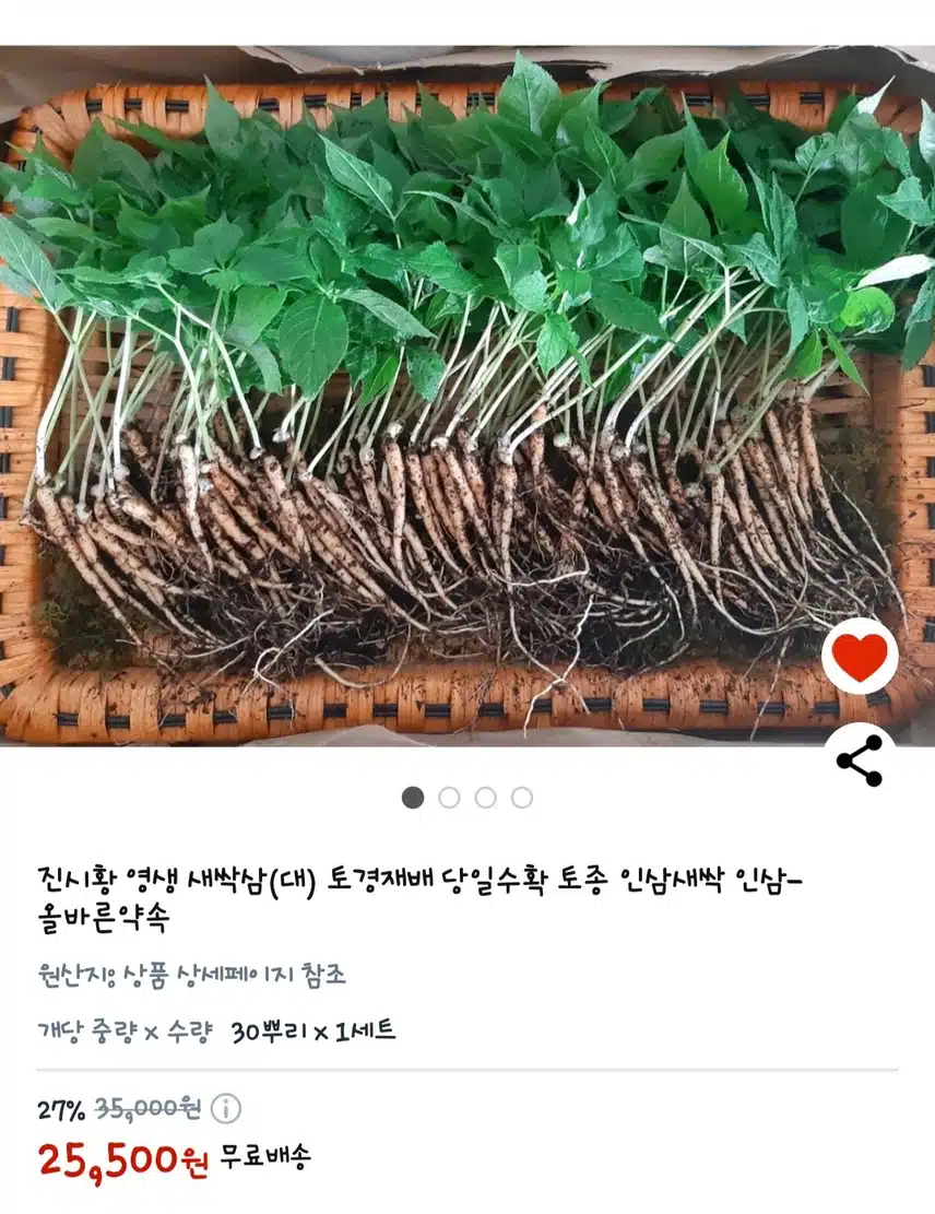 진시황 영생 새싹삼(대) 토경재배 당일수확 토종 인삼새싹 