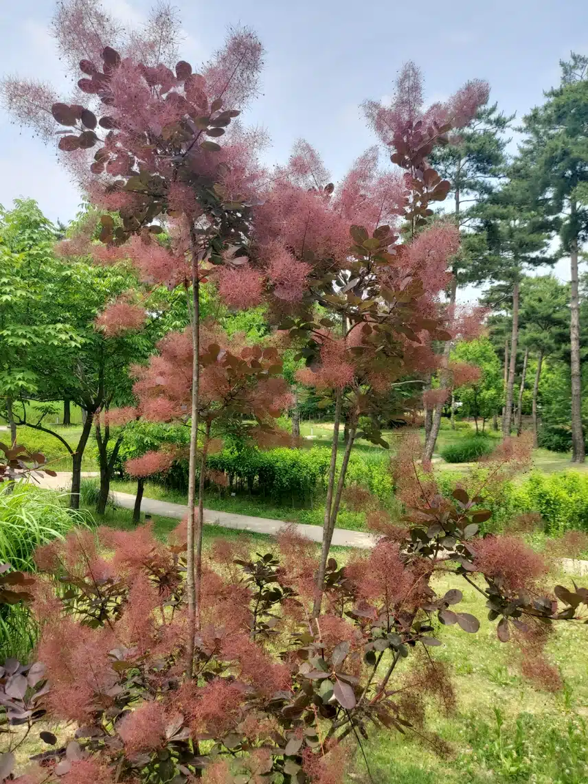 이게 뭘까요? 처음보는 식물이라...