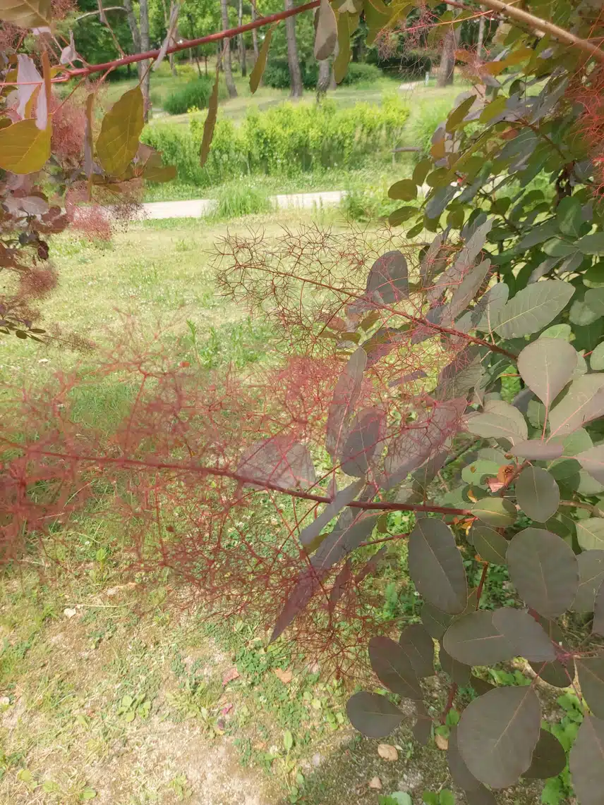 이게 뭘까요? 처음보는 식물이라...