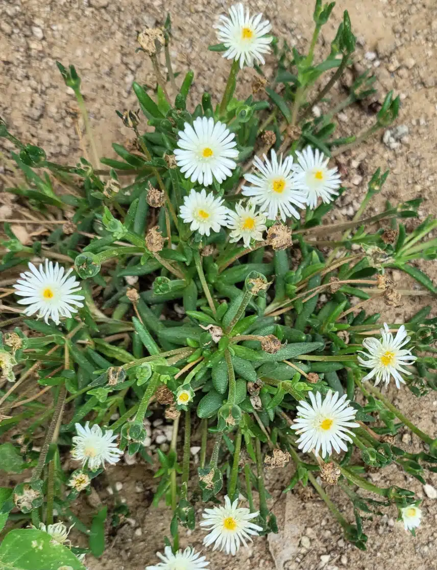 작은 꽃