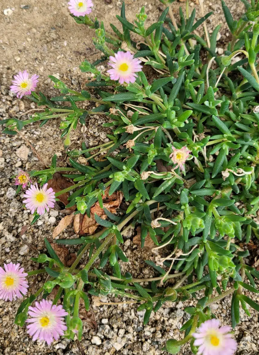 작은 꽃