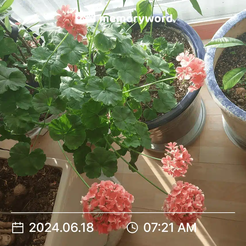 제라륨