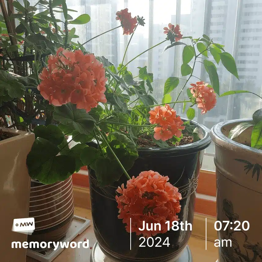 제라륨